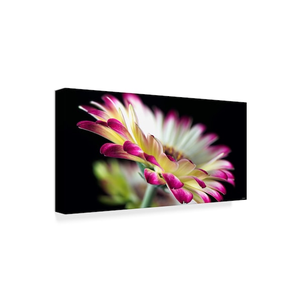 Gordon Semmens 'Pink Petals' Canvas Art,12x24